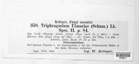 Triphragmium ulmariae image